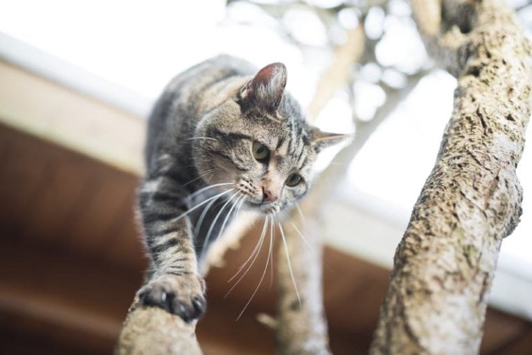 Can Cats Climb Down Trees? Feline Abilities & Facts Hepper