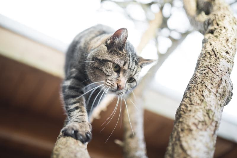tabby shorthair cat climbing down tree