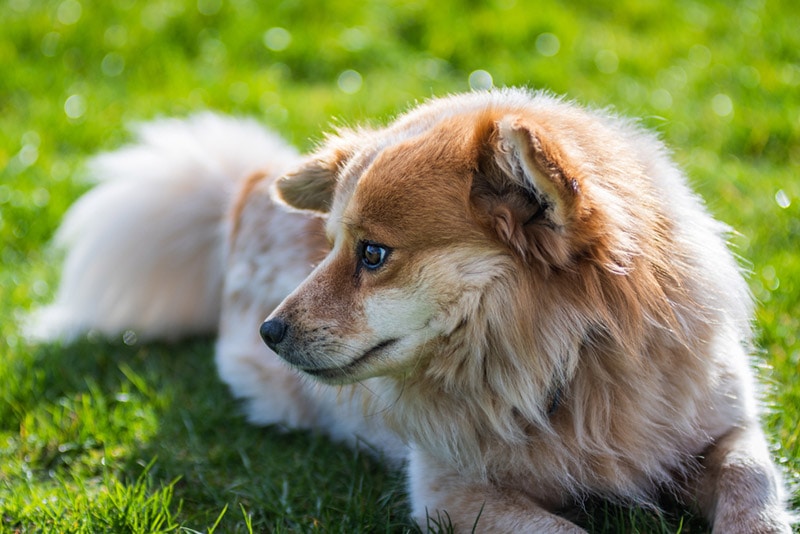 throwback pomeranian dog lying on grass