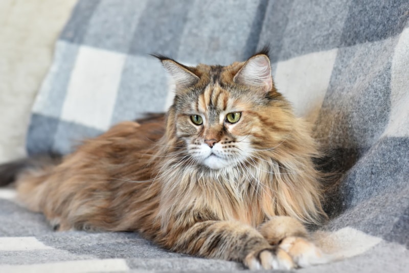 tortie maine coon cat lying on couch