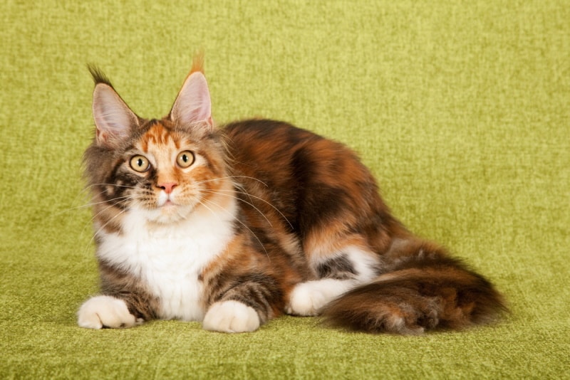 tortie maine coon lying on sofa