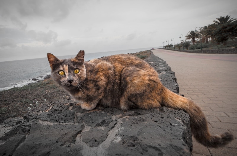 mèo mai rùa gần biển
