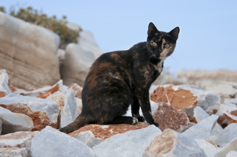 tortoiseshell cat on rocky wall