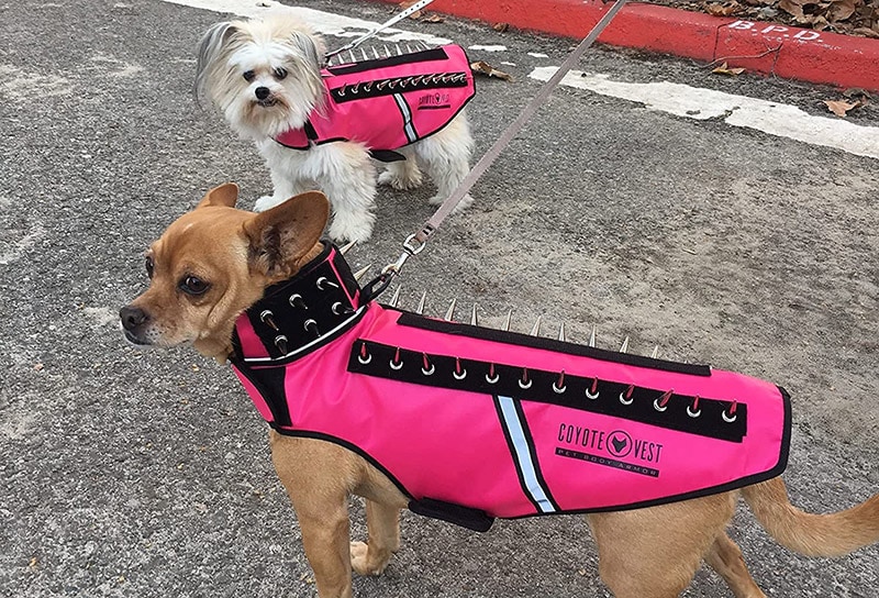 hai con chó mặc áo coyoto