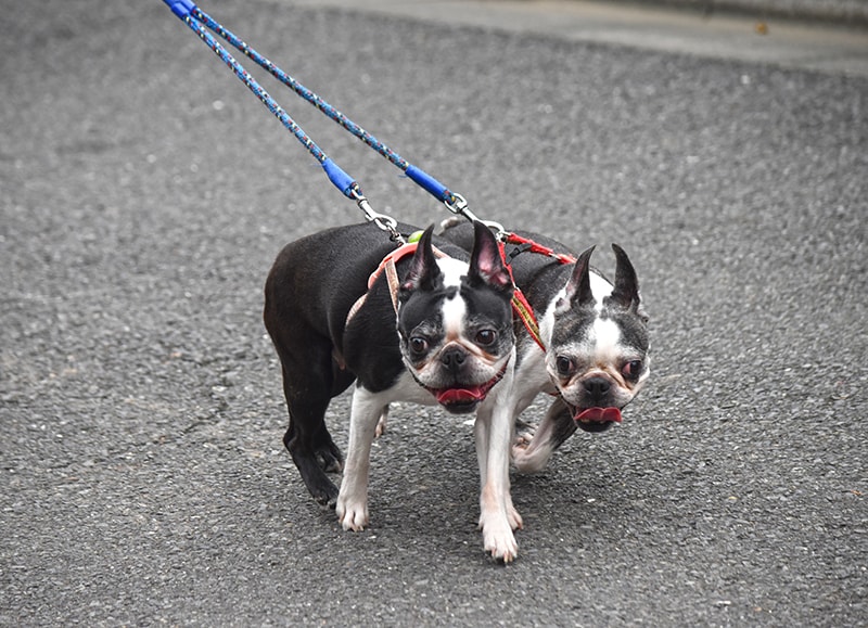 two energetic boston terriers walking with leash