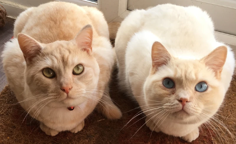 two ragdoll British shorthair cats