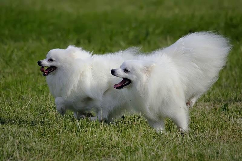 two Volpino italiano dogs running