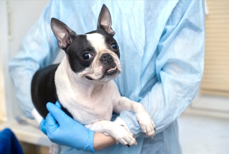 vet carrying boston terrier dog