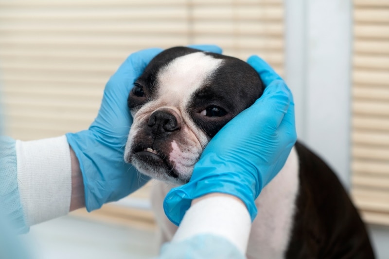 Boston shop terrier trembling