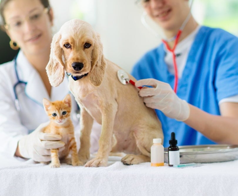 vet examining cat and dog