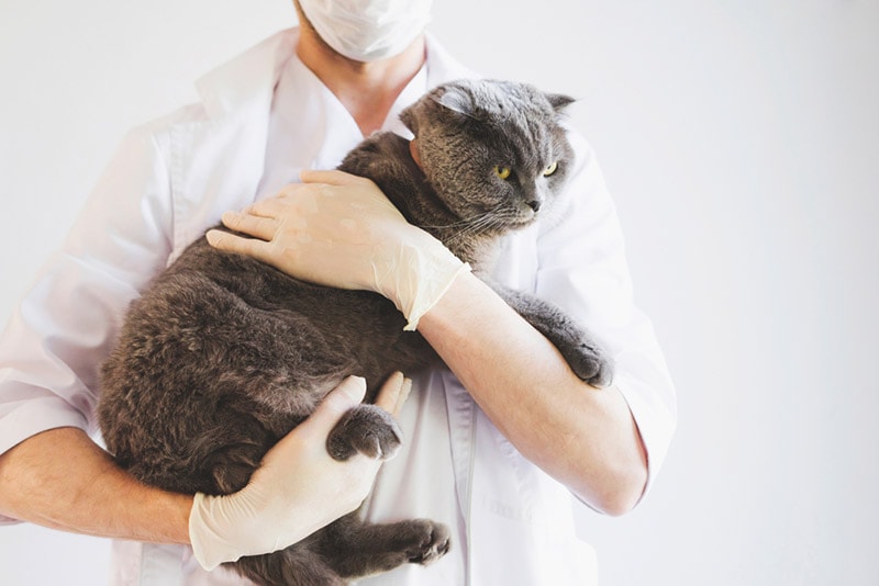 vet holding a senior cat