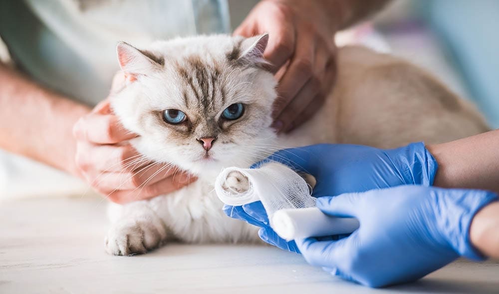 vet wrapping cat's injured paw with bandage