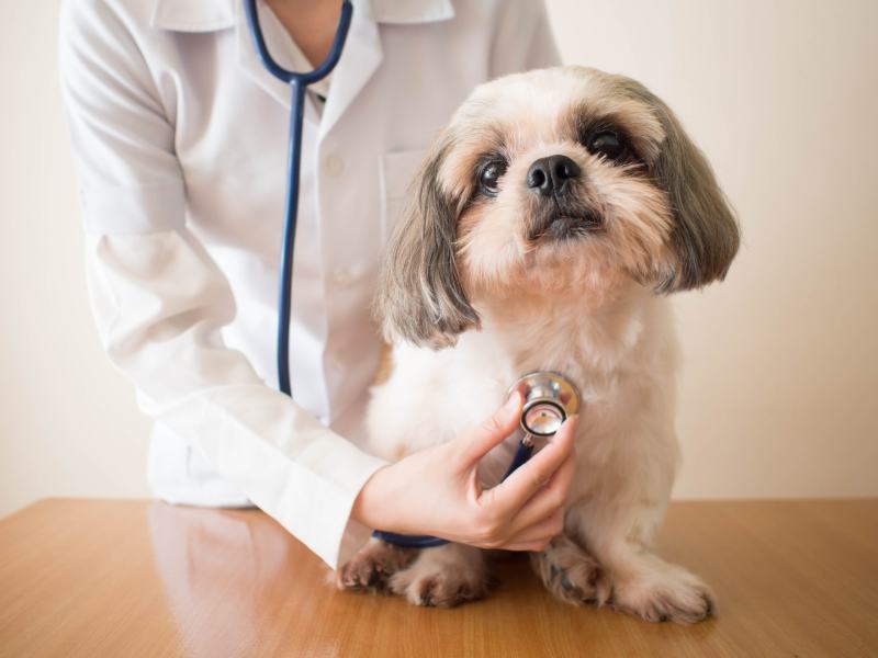 veterinarian doctor examining Shih tzu dog