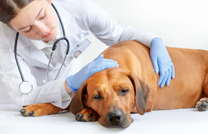 bác sĩ thú y kiểm tra một con chó xoáy Rhodesian bị bệnh