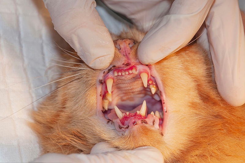 veterinarian examining cat's teeth