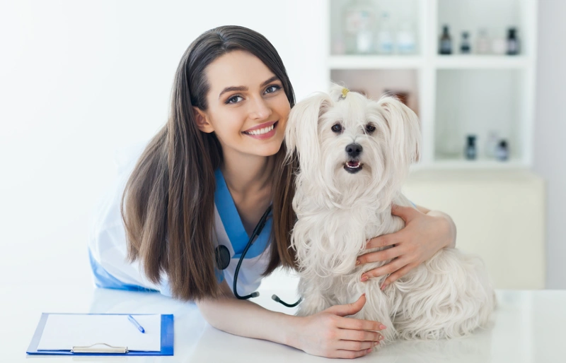 veterinarian with a white coton de tulear dog