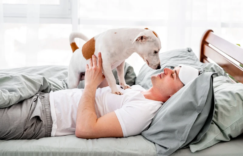 white and brown dog waking up sleeping owner