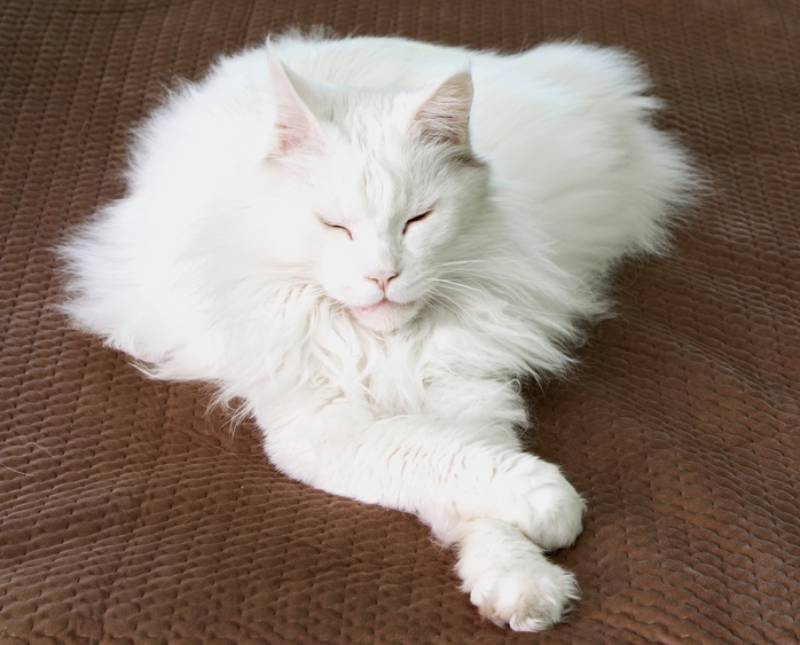 white maine coon cat crossing its front paws