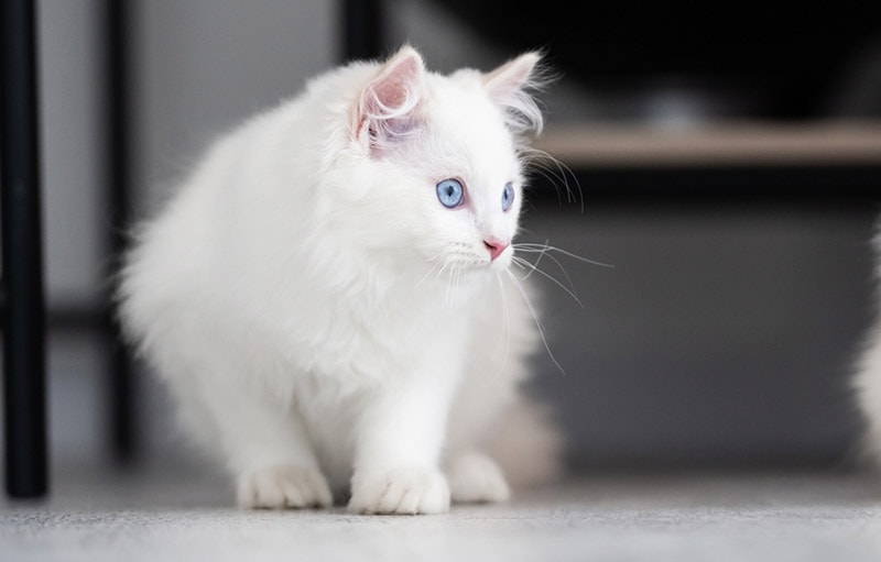 white ragdoll cat looking at something in the distance