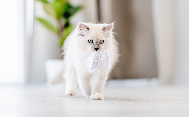 white ragdoll cat walking indoor