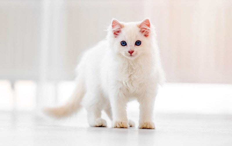 white ragdoll cat