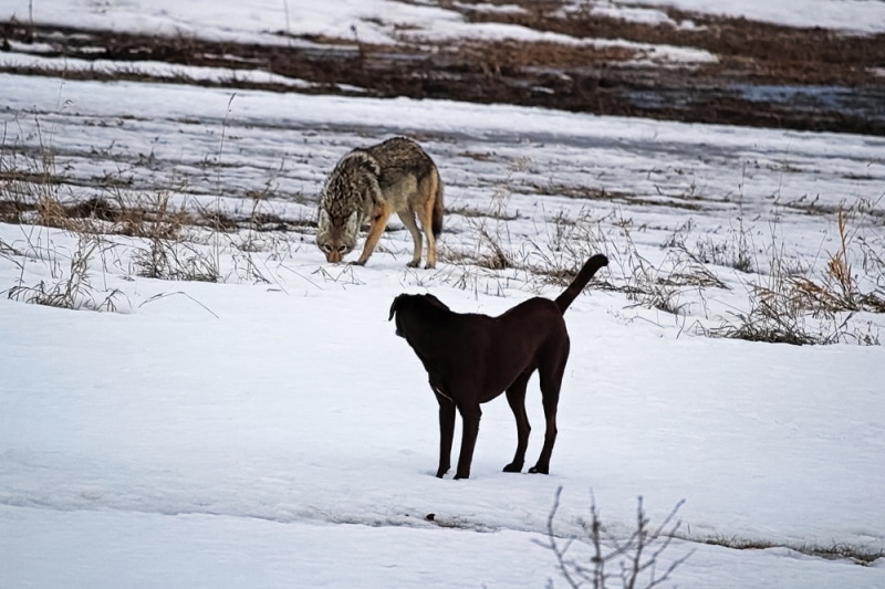 sói hoang và chó trong tuyết