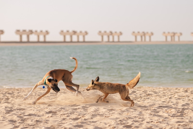 sói hoang và chó chơi trên cát