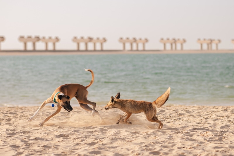 wild coyote and dog playing in the sand