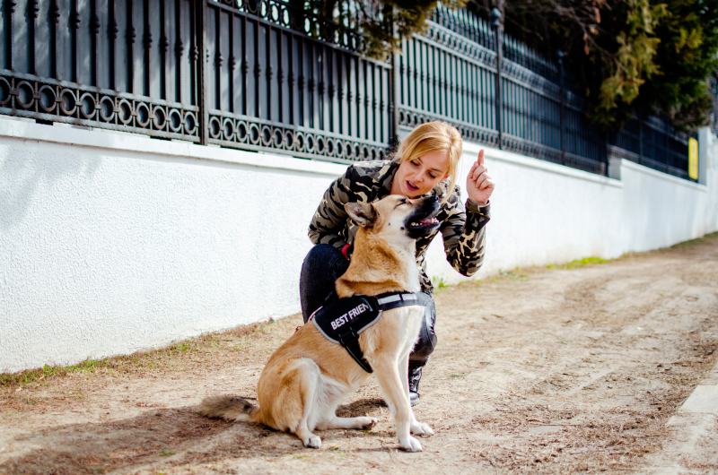 woman training a service dog