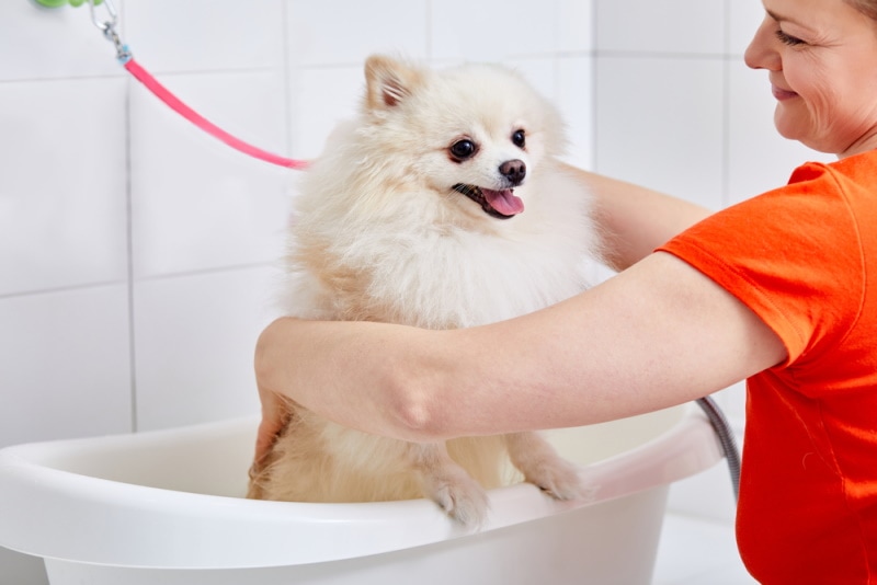 woman washing pomeranian dog