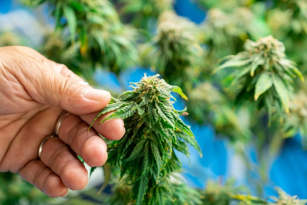 Worker holding marijuana hemp