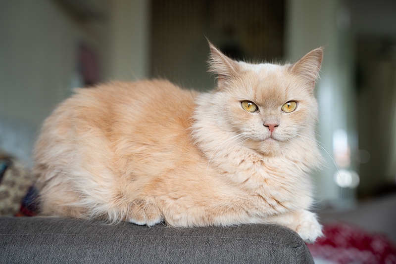 yellow persian ragdoll cat on the couch