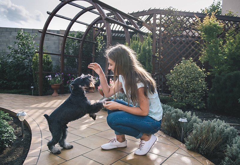 young woman teaching miniature schnauzer some tricks