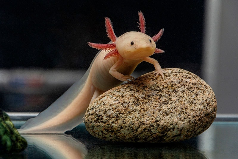 A cute axolotl poses on a stone