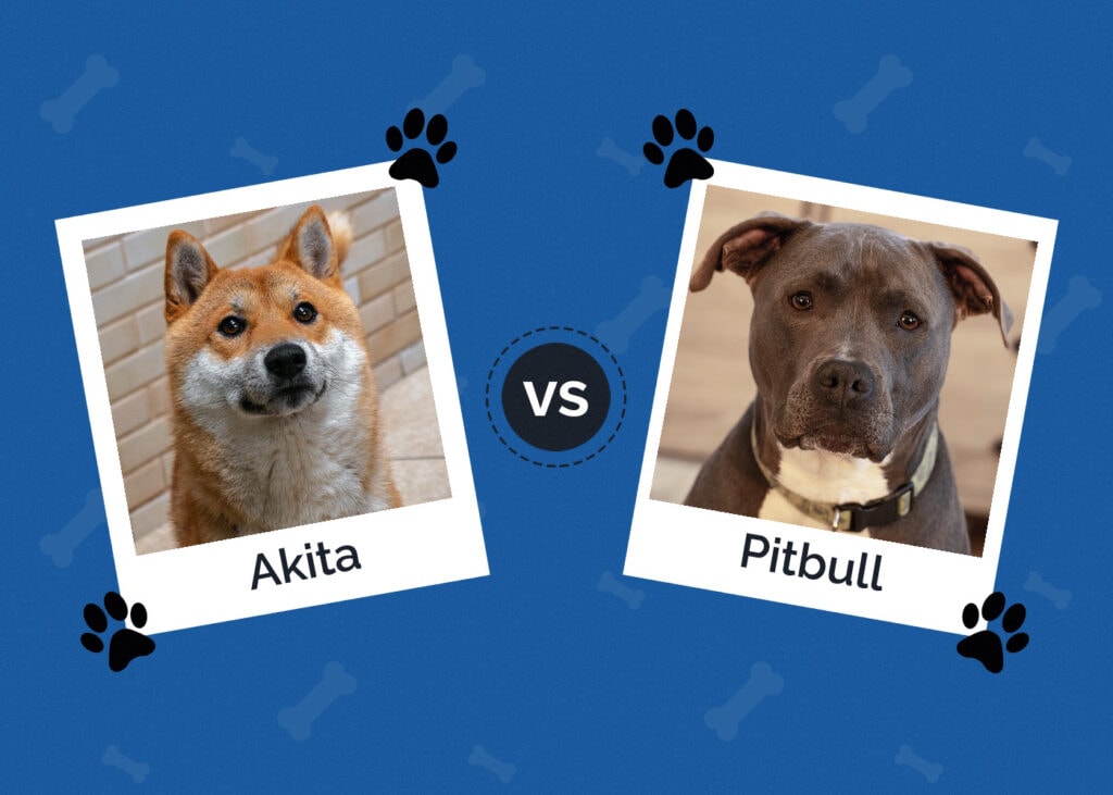 Akita vs Pitbull