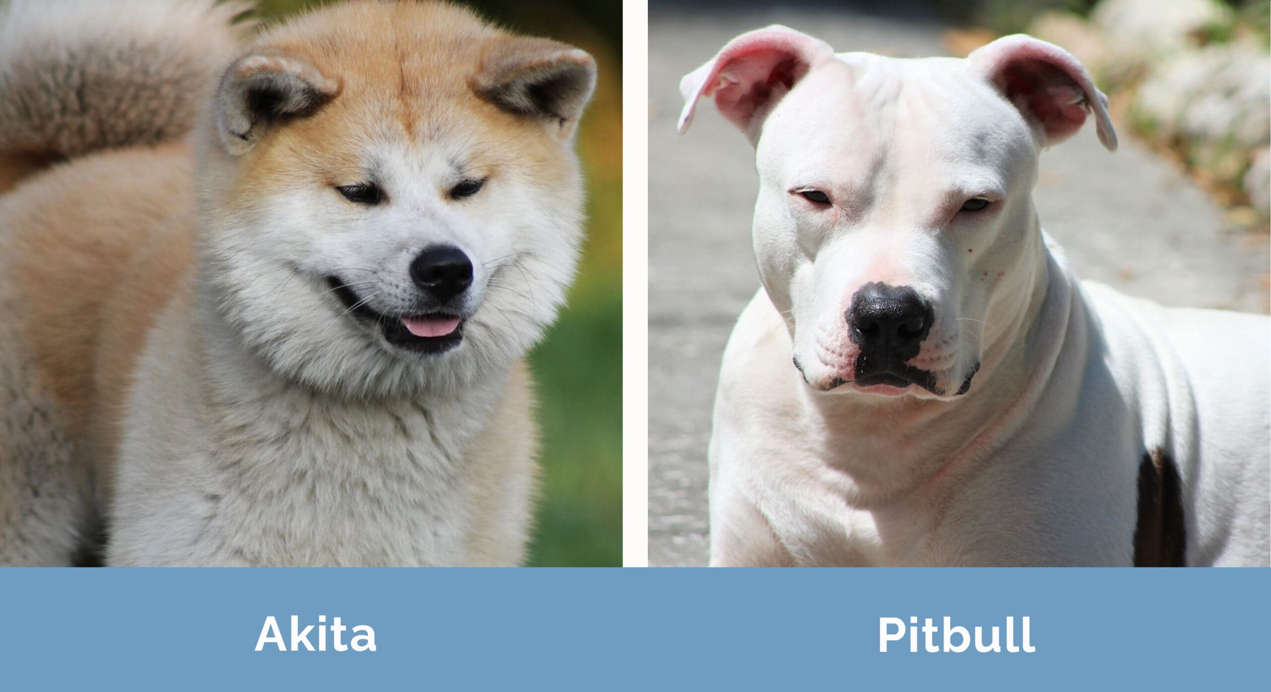 Akita vs Pitbull side by side