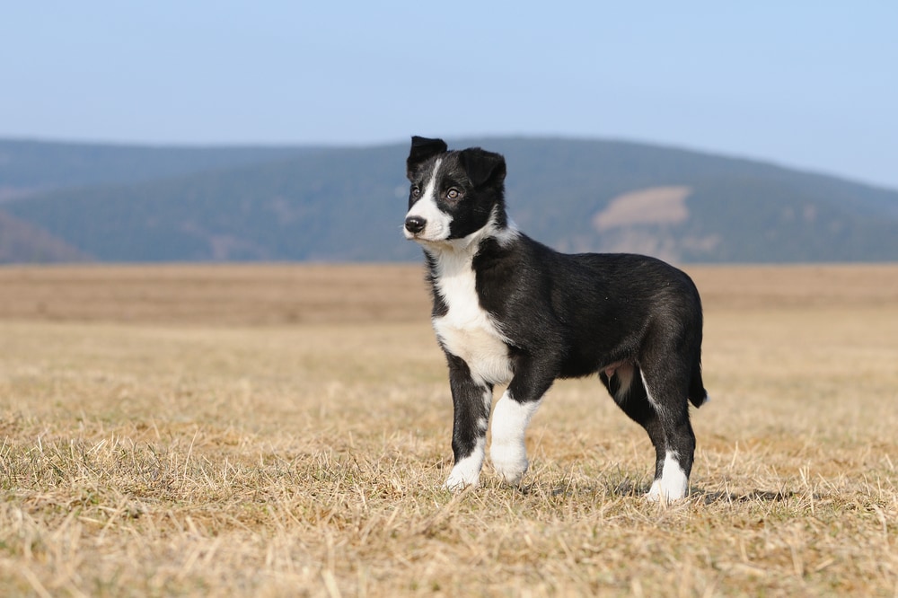 Long hair border collie puppy deals