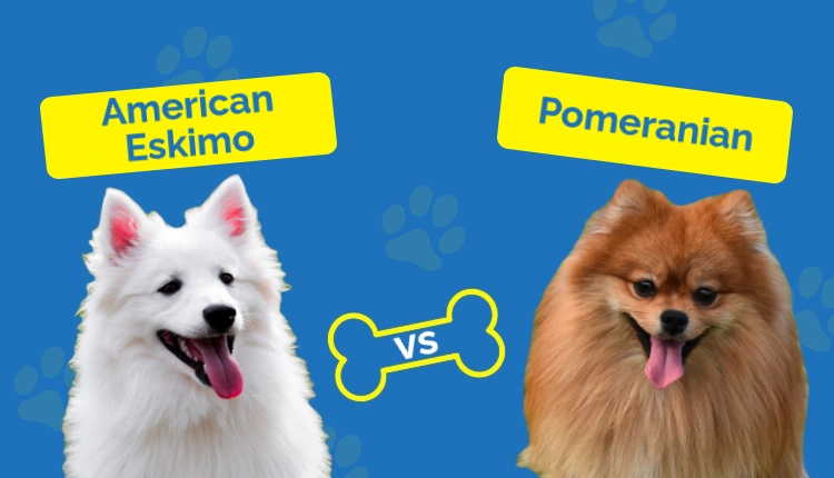 American Eskimo vs Pomeranian - Featured Image