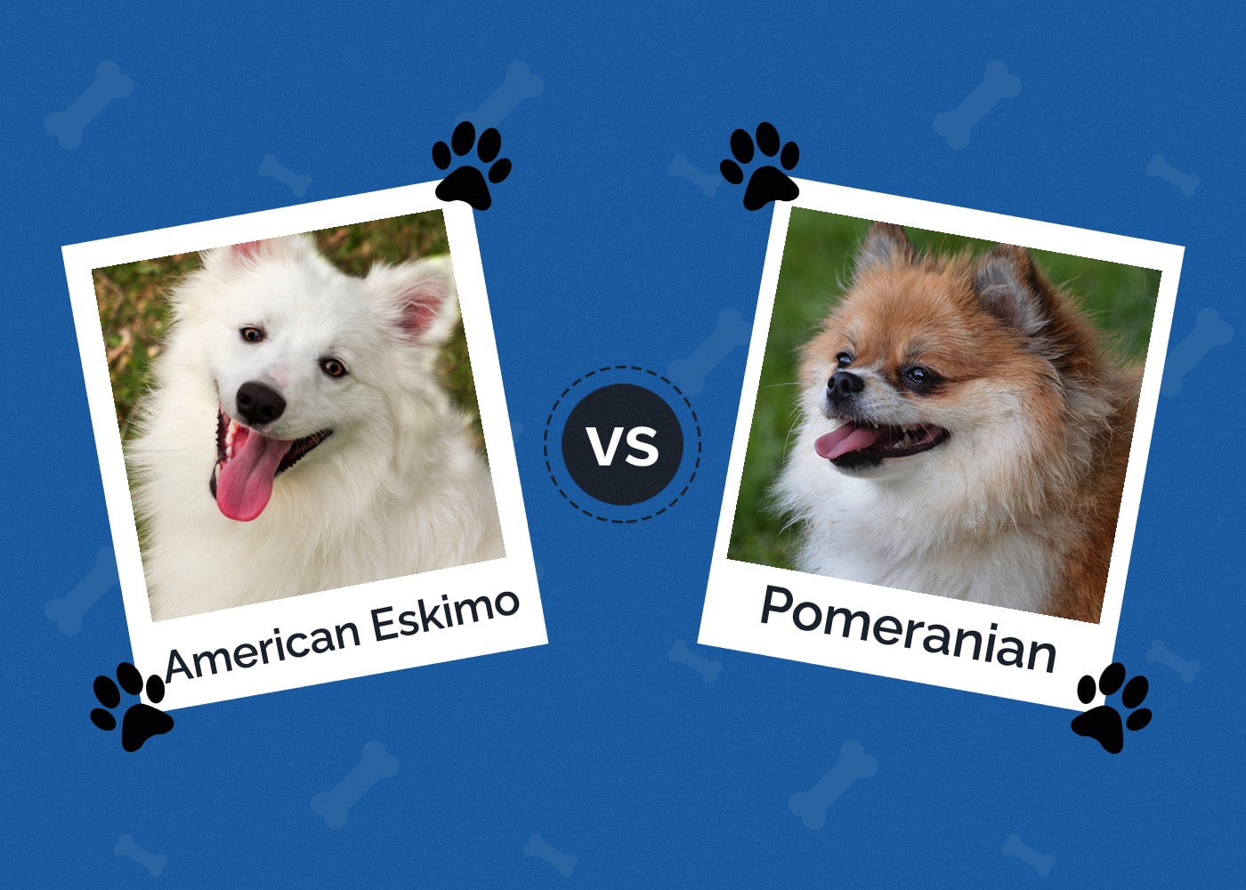 American Eskimo vs Pomeranian