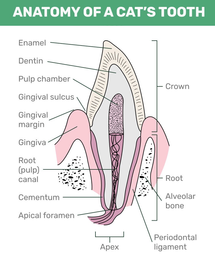Anatomy of a Cat's Tooth