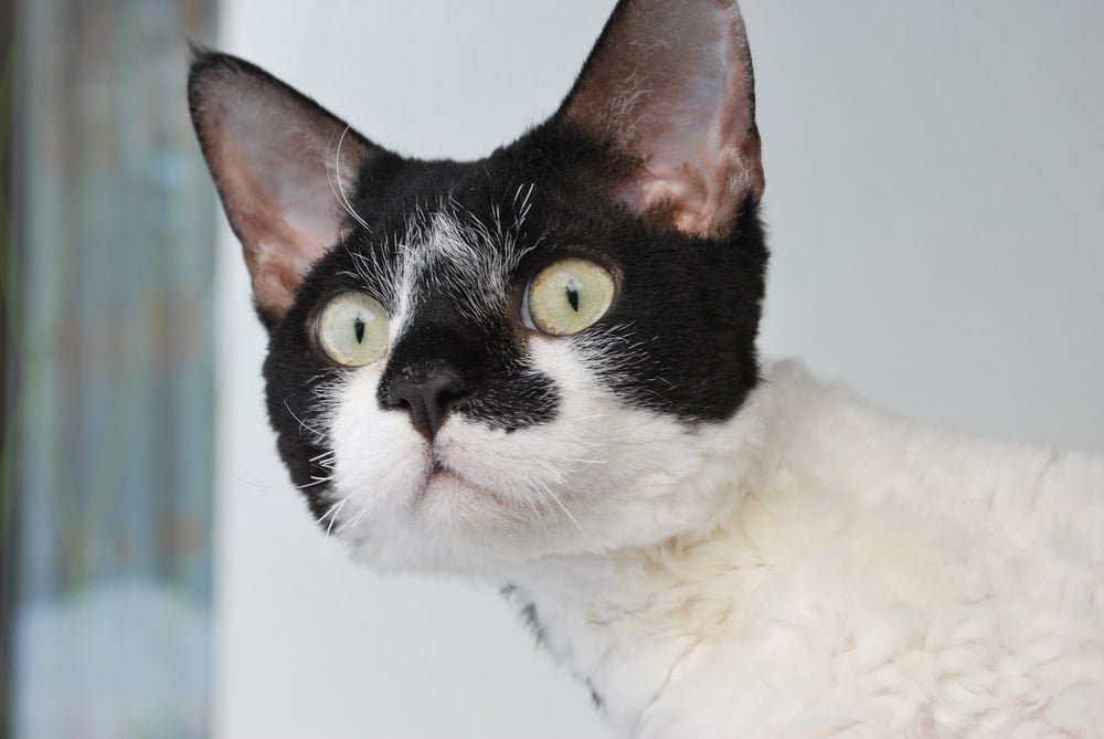 Devon Rex hai màu