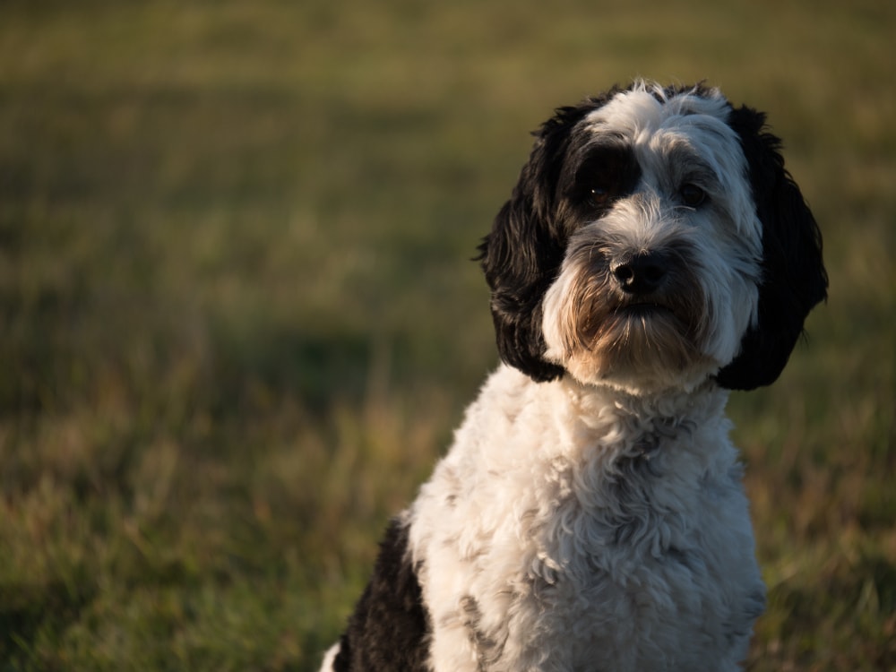 Black and white parti Labradoodle