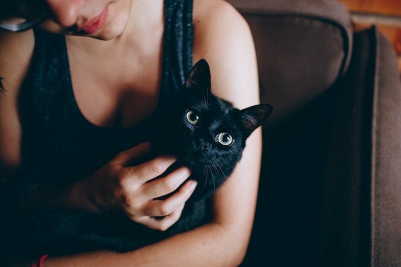 Mèo đen bị xước cằm