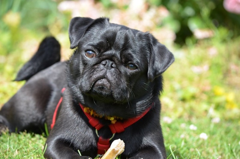 Black pug lying on the grass