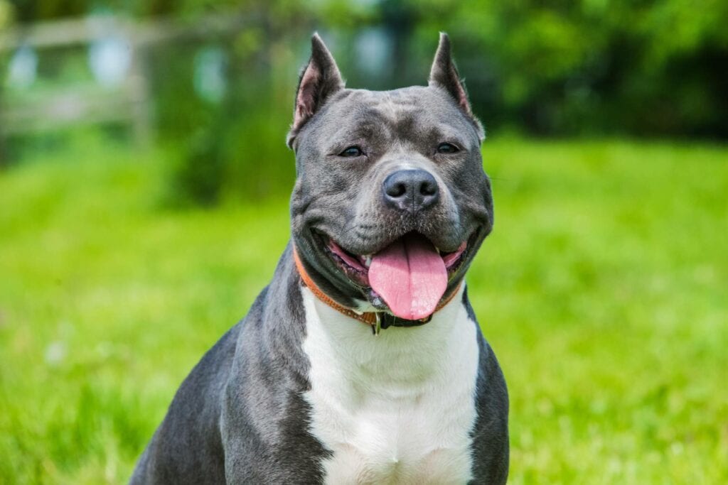 Blue Brindle Pitbull_Zanna Pesnina, Shutterstock