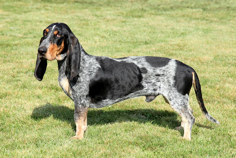 Blue Gascony Basset