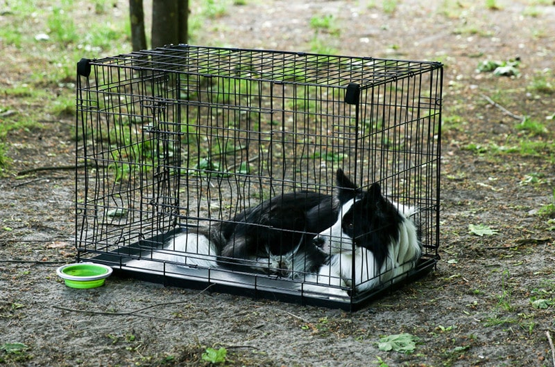 Best size crate on sale for border collie
