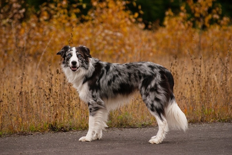 Border Collie outdoors