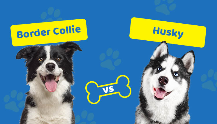Border Collie vs Husky