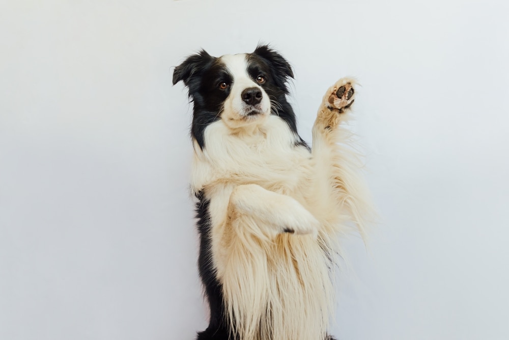 Border Collie waiving paw
